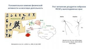 Лазаренко В. C. - Физиология и современная медицина. Цикл научных докладов - Лекция 2