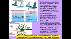 Дубынин В. А. - Физиология сенсорных и двигательных систем - 1. Органы чувств и мозг