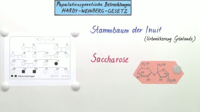 Hardy-Weinberg-Gleichgewicht | Biologie | Genetik смотреть онлайн