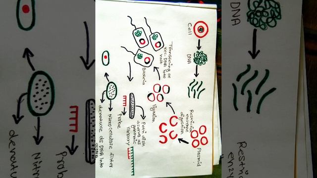 Genomic library смотреть онлайн