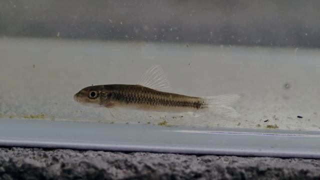 Sri Lanka Endemic Fish AT Carolina Aquatics смотреть онлайн