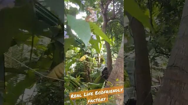 Real Life Ecofriendly factory #reallifesrilanka #Ogirl #Ecofriendly #Recycle #lifestyle #Nature смотреть онлайн