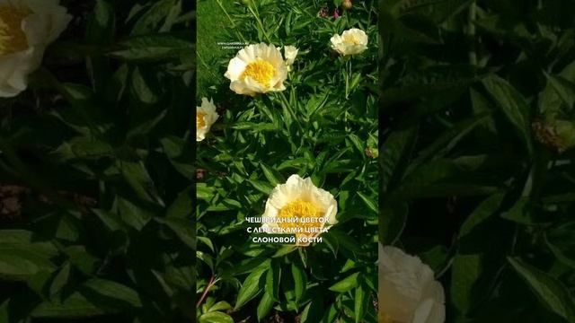 🌸 Эти два сорта пиона преобразят ваш сад! 🌸