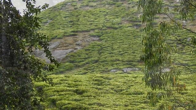 Birding in Tanzania 2019 смотреть онлайн