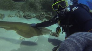 Дайвинг в Москвариуме. Погружение в Москвариуме.