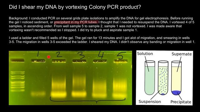 How to avoid shearing of DNA and Smearing of bands смотреть онлайн