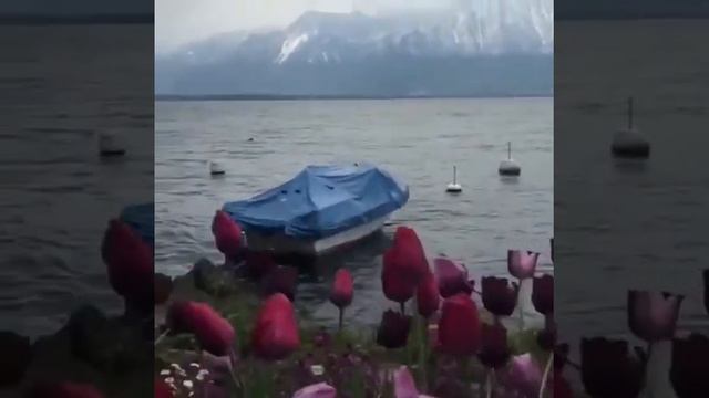 красивая речь смотреть онлайн