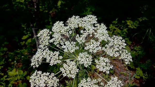 Мой любимый Дарасун смотреть онлайн