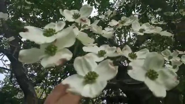 #Весенние краски!#позитивыжизниютубольгаклимова смотреть онлайн