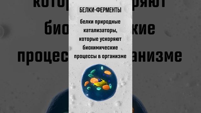 Интересное о белках #биология #биологияегэ #белки #человек #тело #интересно #школа смотреть онлайн