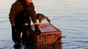 Одиночные звуки белолобого гуся.