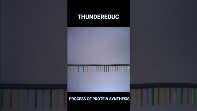 process of protein synthesis in 30 seconds: life sciences grade 12 (TRANSCRIPTION & TRANSLATION) смотреть онлайн