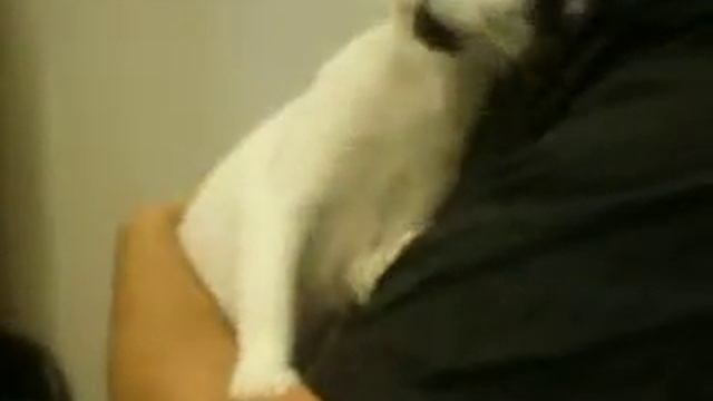 Dot- 4 month old black and white kitty! Peninsula Humane Foundation @ Petco смотреть онлайн