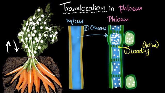 Phloem & translocation | Life processes | Biology | Khan Academy смотреть онлайн