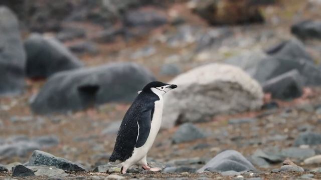 "Молчание". 6 ноября. Сегодня - лучший путь. Ежедневник для созависимых. смотреть онлайн