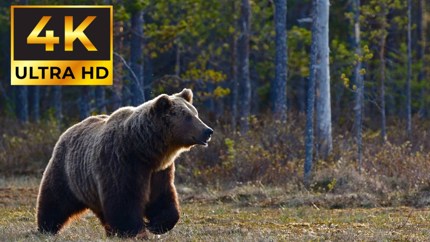 4К ЖИВОТНЫЕ И ПРИРОДА смотреть онлайн