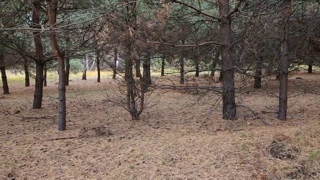 Прогулка в осенний день. смотреть онлайн