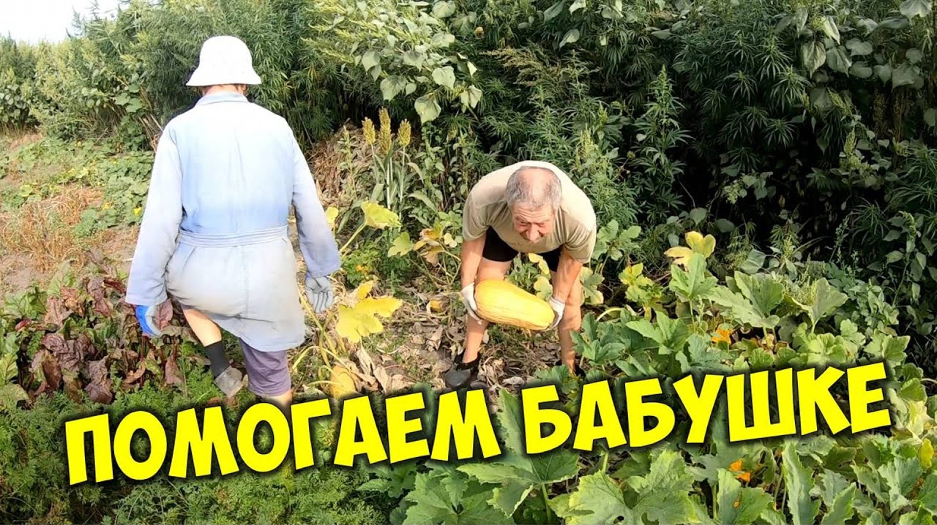 Едем к бабушке забирать кабачки на корм для коров. Помогаем бабушке в деревне убирать огород смотреть онлайн