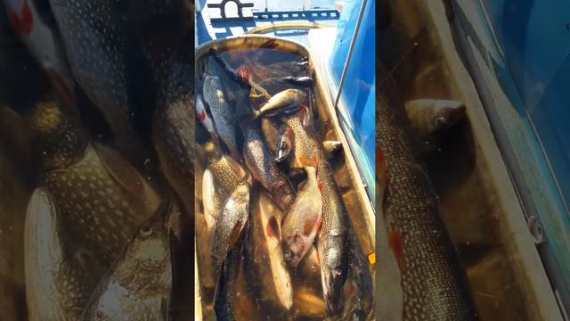 Очередной улов