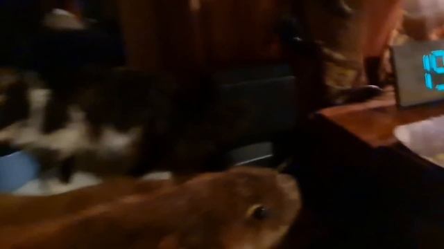 Про то, как поменялся ритм жизни в Избушке, а еловый корень показал свои краски смотреть онлайн