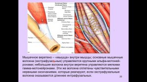 Дубынин В. А. - Физиология сенсорных и двигательных систем - 9. Мозг и управление движениями