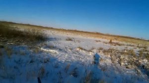 охота на зайца (русака)#ружьё МР 27 ЕМ 1 С #спортинг #январь 2023