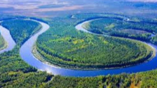 пухлый котик