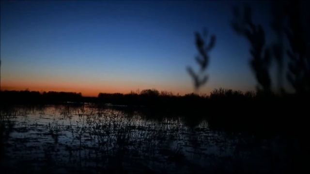 №5 Голоса далеких, близко пролетающих и спокойно сидящих сидящих белолобов и гуменников смотреть онлайн