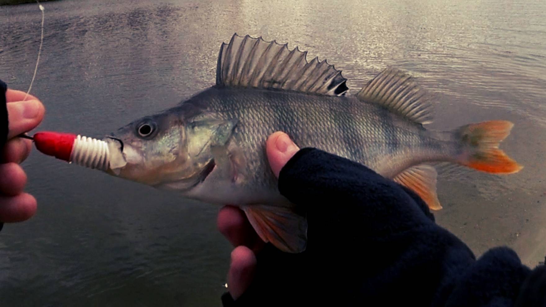 24 Twin Power 3000MHG РАЗЛОВЛЕН на СУМАСШЕДШЕЙ РЫБАЛКЕ !!! смотреть онлайн