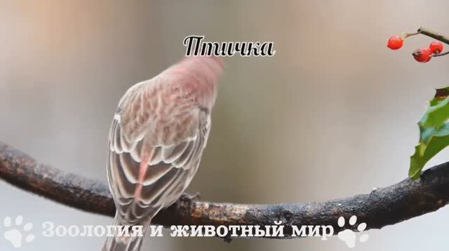 Птичка смотреть онлайн