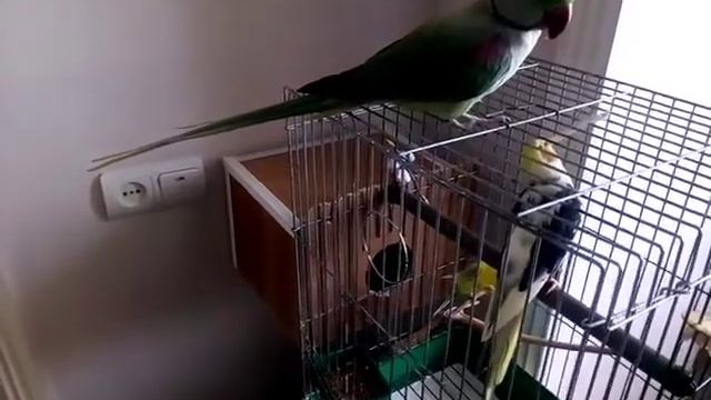 Parrots Zhiro Alex Moko Nimfa Alexandrian Budgerigar смотреть онлайн