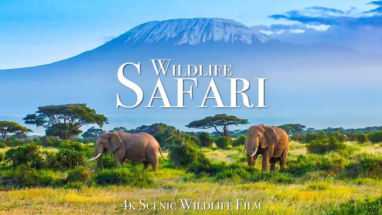 Wildlife Safari 4K - Scenic Animal Film With African Music смотреть онлайн