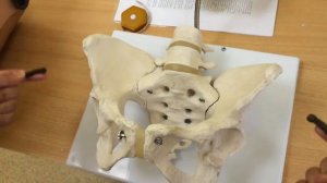 Наружная и внутренняя пельвиометрия