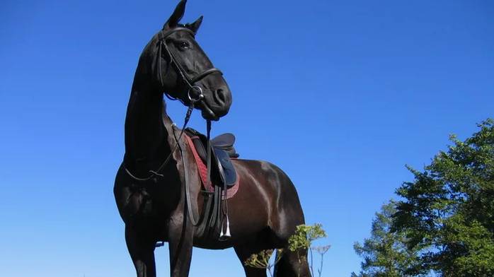 Не для меня. Казачьи песни смотреть онлайн