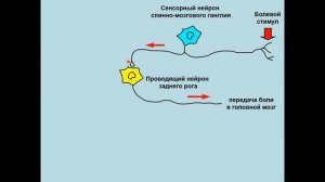 Дубынин В. А. - Физиология сенсорных и двигательных систем - 8. Система болевой чувствительности