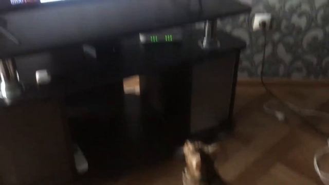 Леопард играет в Доту смотреть онлайн