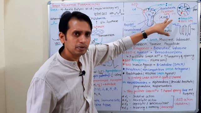 GABA Pharmacology: Neurotransmission, Receptors, And Pharmacology | GABA Receptor Pharmacology