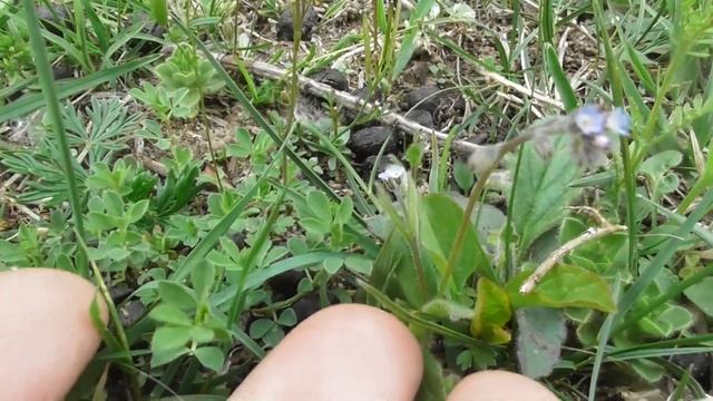 Myosotis arvensis, forget-me-not, a herbaceous perennial flowering plant, the family Boraginaceae смотреть онлайн