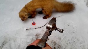 Куница. Как поймать куницу. Капкан для куницы