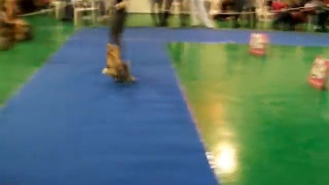 CACIB Новосибирск Класс Чемпионов, сравнение на ЛС.wmv смотреть онлайн