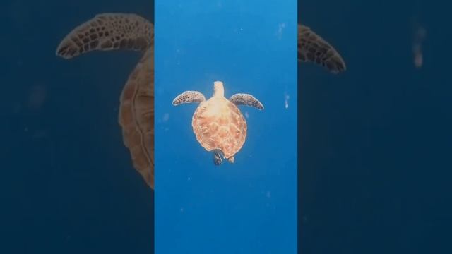 Celebrating Vaavoshi Festival 2022 in Maldives 🫶🏼 смотреть онлайн