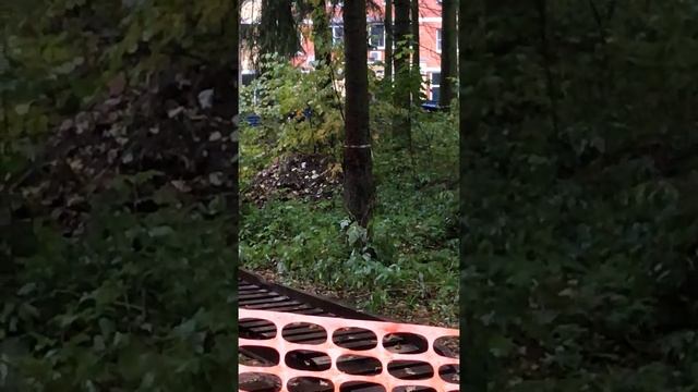Сходня 2-й Дачный переулок. Незаконная вырубка деревьев
