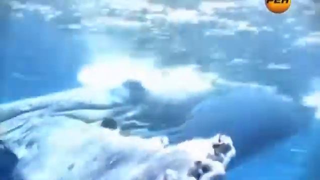 «Живая тема Тайные знания природы» 08.04.2013 смотреть онлайн
