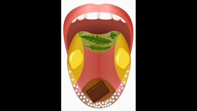 Сенсорні системи смаку й нюху, руху й дотику, температури та болю смотреть онлайн