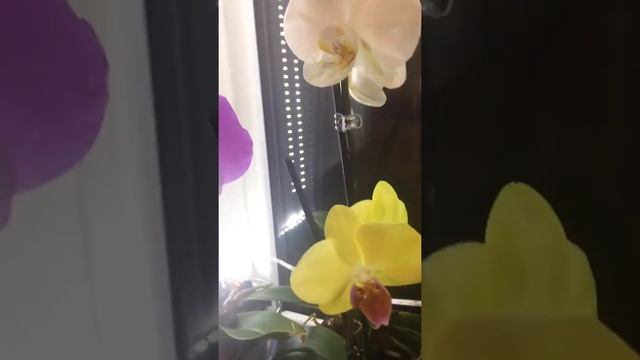 Февраль!Орхидеи в цвету! смотреть онлайн