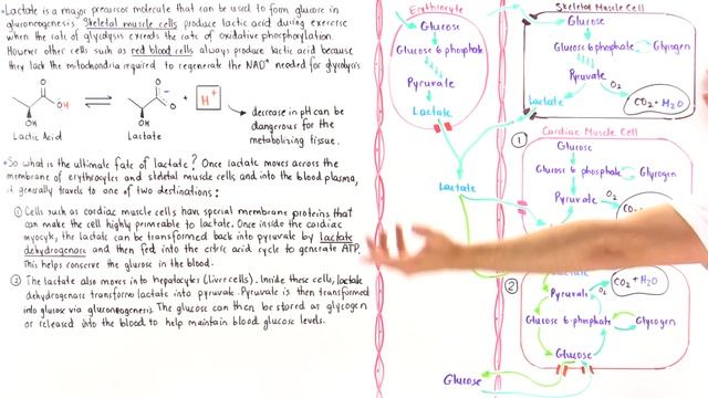 Overview of Lactate Formation and Recycling смотреть онлайн