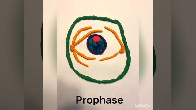 Mitosis claymation project смотреть онлайн