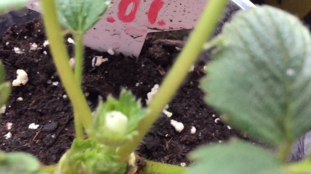 Получил посылку с саженцами клубники