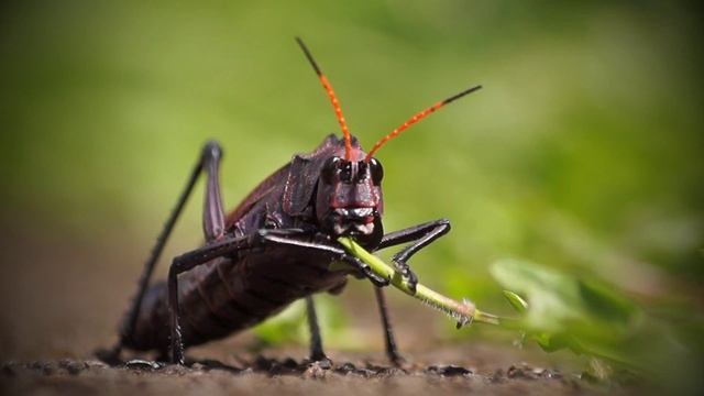 Flora y fauna de Costa Rica смотреть онлайн