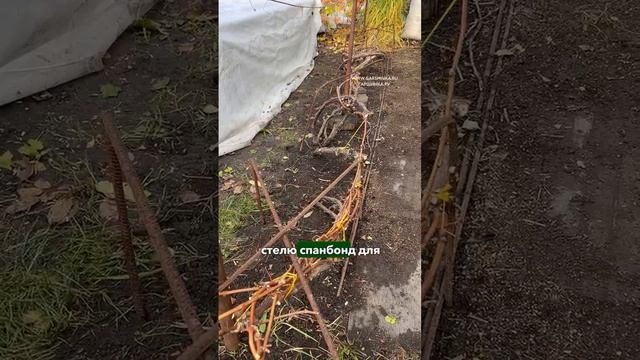 Какие растения нужно укрывать в зиму